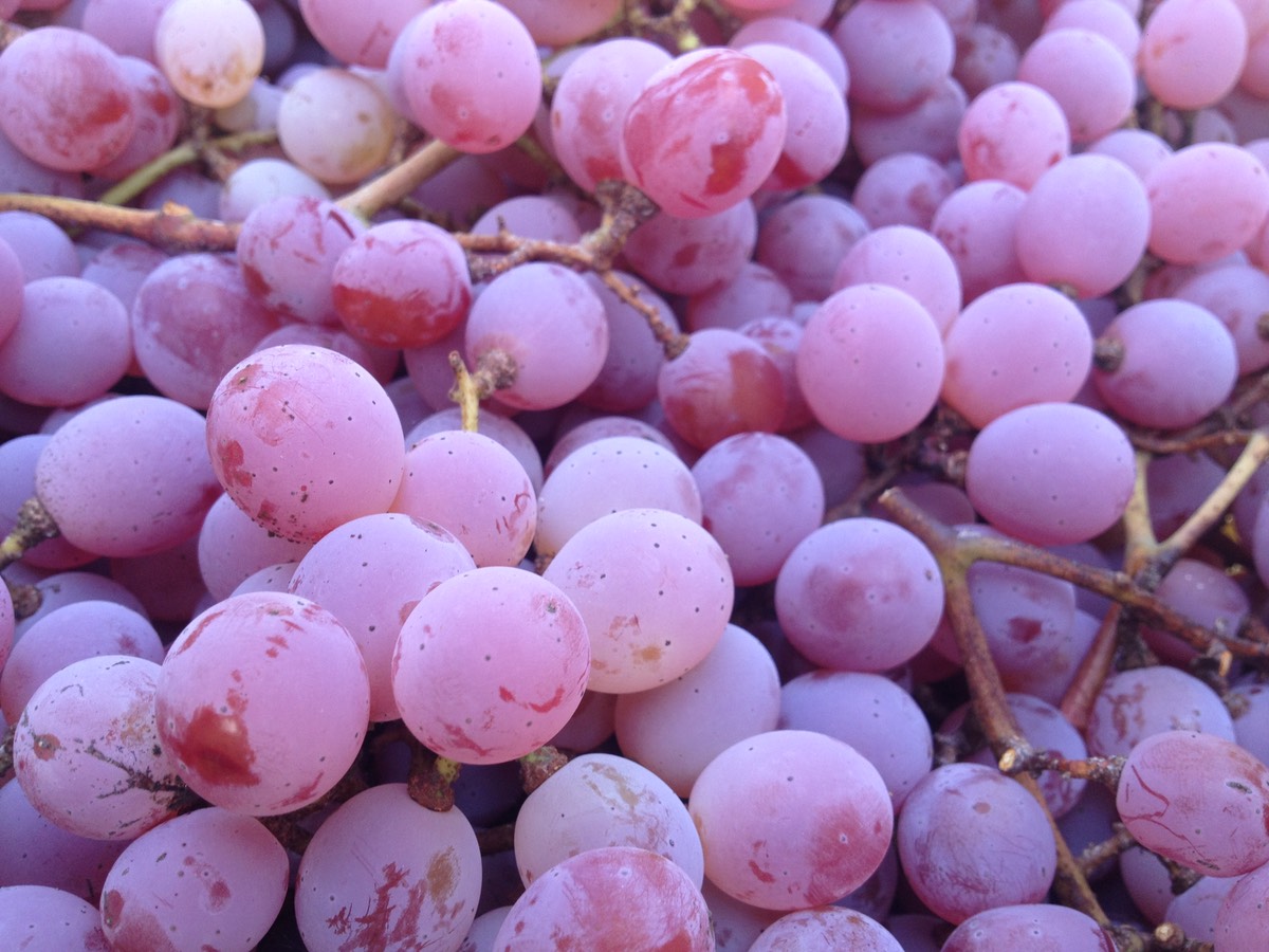 caney wine