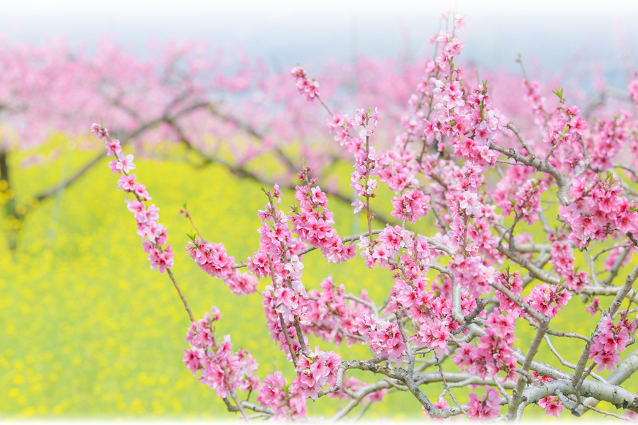 桃の花