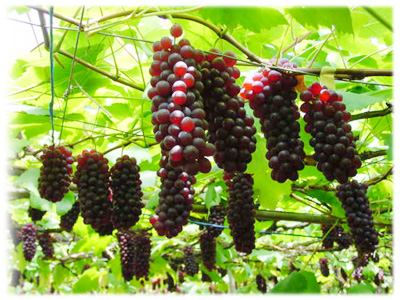 堀内園芸のぶどう（デラウェア）狩り